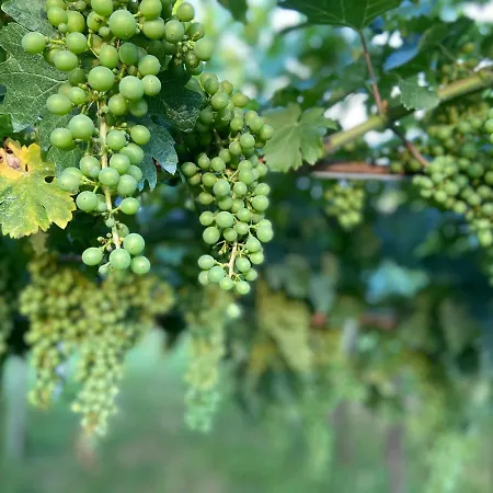 亚利桑那罗坎达住宿加早餐旅馆